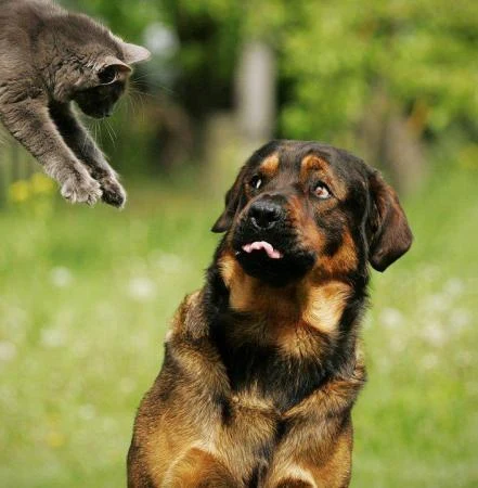 Attacked Dog