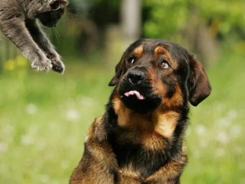 Attacked Dog