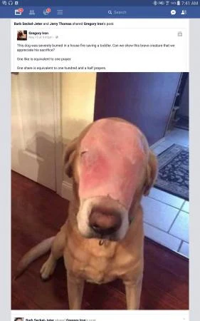 Burn Victim Ham