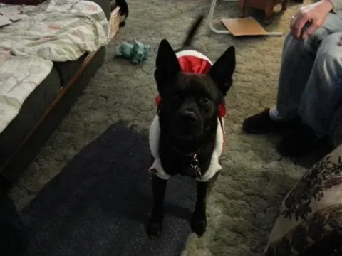 Charlie Clause