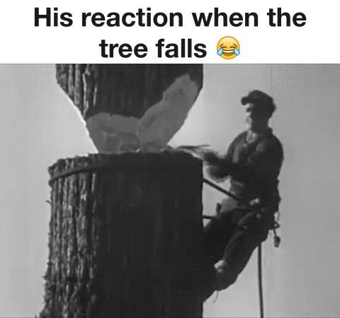 Tree Falls